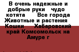 В очень надежные и добрые руки - чудо - котята!!! - Все города Животные и растения » Кошки   . Хабаровский край,Комсомольск-на-Амуре г.